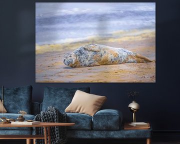 Phoque sur la plage sur Yanuschka | Fotografie Noordwijk
