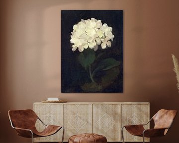 Witte hortensia