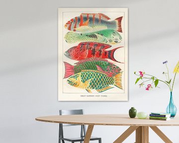 Great Barrier Reef Fishes by Apolo Prints