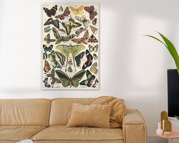 Butterflies by Adolphe Millot by Apolo Prints
