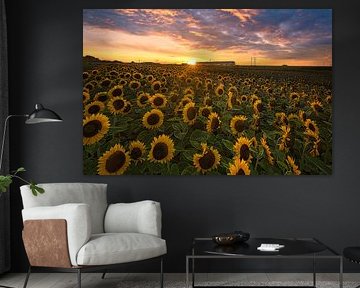 Train past sunflowers taps the sun by peterheinspictures
