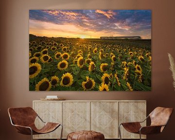 Train passes sunflowers during sunset by peterheinspictures