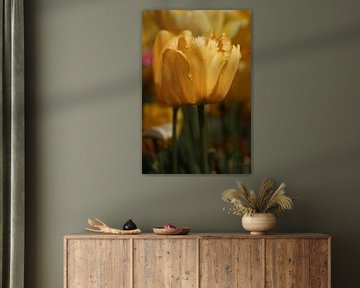 Yellow tulips. by Josmar Colmenares