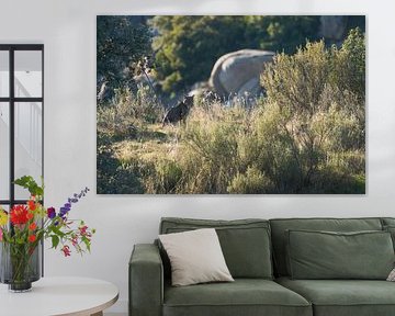 Iberian Lynx in Sierra de Andújar by Rick van der Weijde