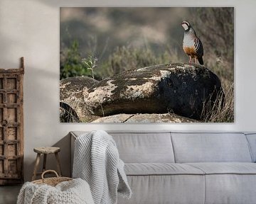 Red-Legged Partridge in the Spanish landscape by Rick van der Weijde