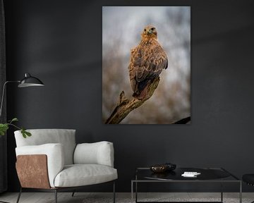 Adlerbussard