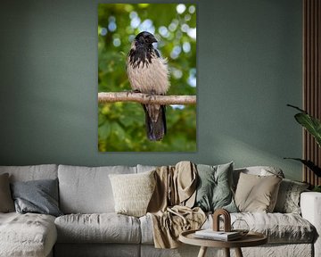 Portrait of the Hooded Crow