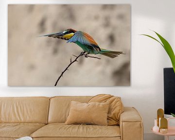 Bee-eater approaching
