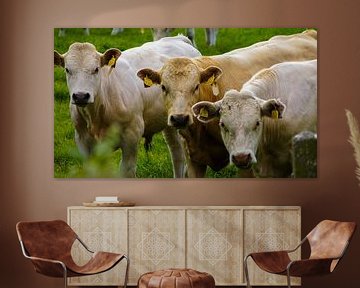 Observer les vaches sur Niek Traas