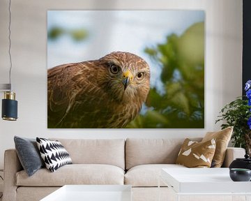 Buzzard, close-up portrait 1. Eyes on you.