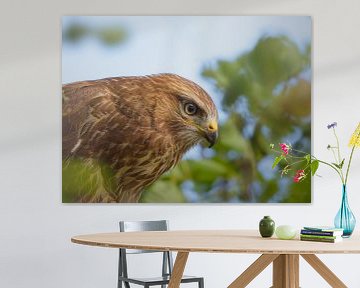 Buzzard, close-up portrait 2