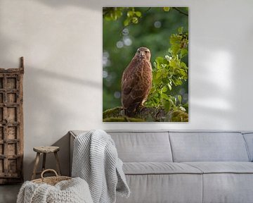Mäusebussard, Porträt von BHotography