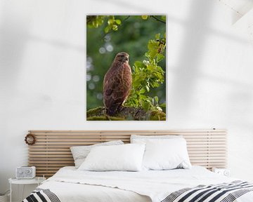 Bussard, Porträt 2 von BHotography