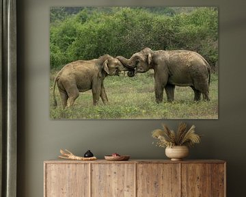 Indische Elefanten von Lex van Doorn