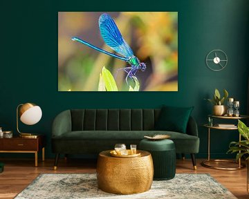 Blue jewel in the summer sun