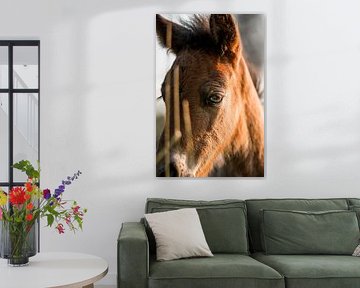 Veulen Oog in Detail met Zachte Ochtendgloed