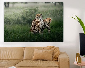 Guépards d'Etosha sur Joris Machholz