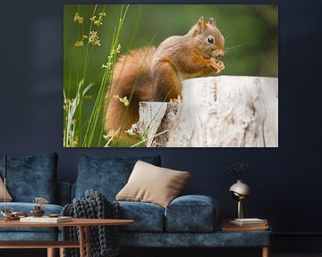 Eichhörnchen auf Ast von Stobbe; stiltegrafie