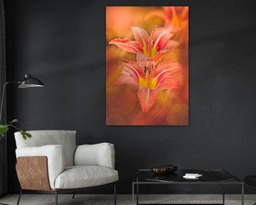 Lovely Lily