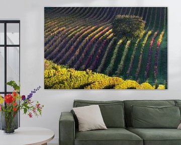 Ein einsamer Baum in einem Weinberg in Mähren von Anges van der Logt
