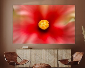 Das Auge der Blume von Laura Krol