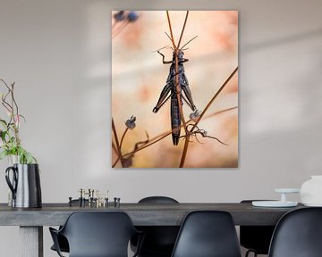 Grasshopper by Tom Zwerver