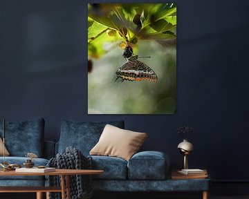 Butterfly by Tom Zwerver