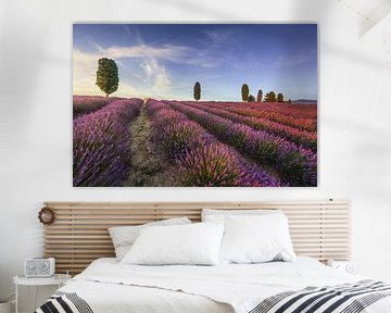 Lavendelvelden en bomen bij zonsondergang. Orciano, Toscane, Italië van Stefano Orazzini