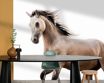 Horse in Motion with Fluttering Mane against White Background by Femke Ketelaar