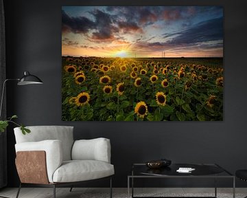 Sunflowers at sunset in North Holland by peterheinspictures