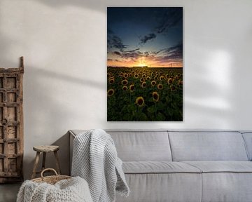Sunflowers , a train , and sunset by peterheinspictures