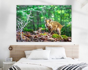 Wild boar on an adventure by Rob Oude Lashof