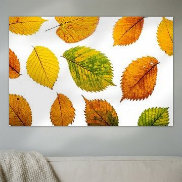 Herfstbladeren in variatie op wit