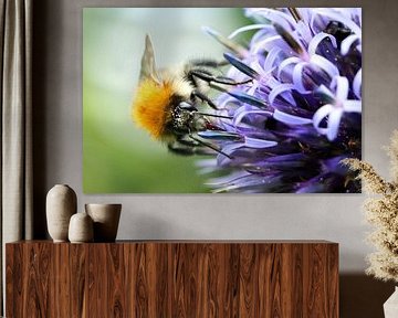 Hummel auf Blüte