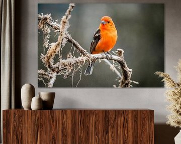Vogel Vurig Oranje op Mosrijke Tak in Zacht Licht van Femke Ketelaar