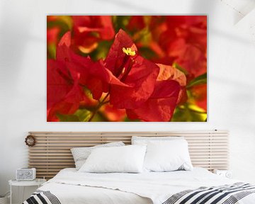 Bougainvillea van Violetta Honkisz
