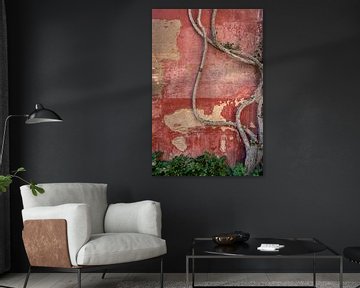 Verwitterte Wand mit Kletterpflanze von Alexander Baumann