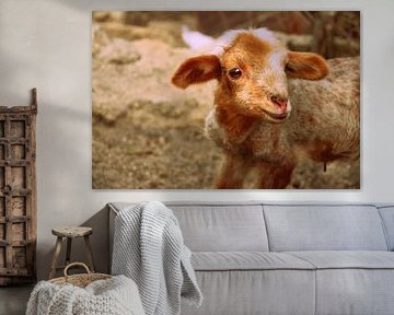 Baby Goat