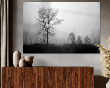 Bäume im Nebel