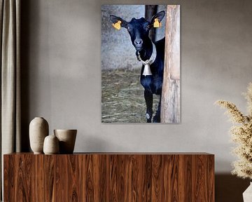 Crazy Goat