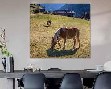 Haflinger paarden in de wei in Außervillgraten, Villgratental van Christian Müringer