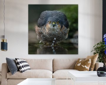 Eye contact with a Sparrowhawk.  by Inge Duijsens