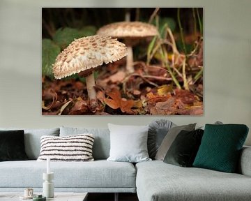 Paddenstoelen van Wesley Flaman