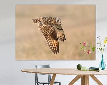 Short-eared owl in flight by Inge Duijsens