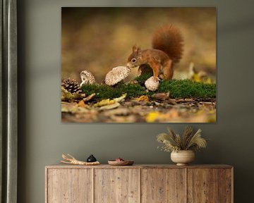 Squirrel on the mushrooms by Inge Duijsens