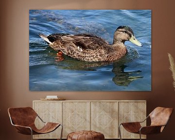 Tous les canards nagent dans l'eau