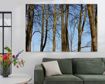 lumière sur les arbres sur Frans Kuit
