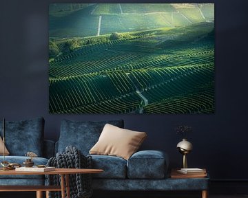 Rolling Vineyards of Langhe, Neive Morning Light