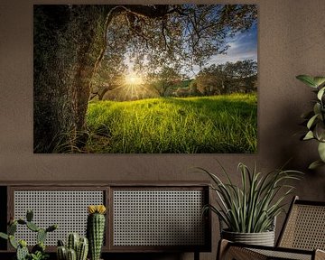 De oude olijfboom bij zonsondergang, Toscane van Stefano Orazzini