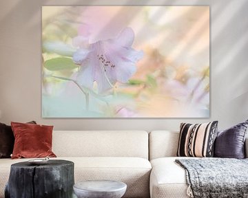 Tender shrub in pastel shades
